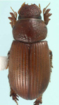 Odontopsammodius cruentus